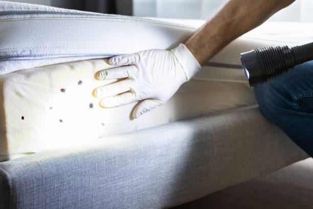 Best Emergency Pest Control  in St Martin, MS
